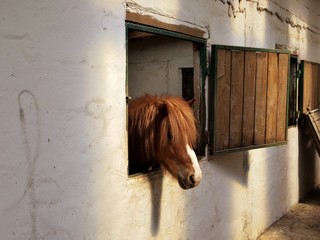 Cheval dans son box.