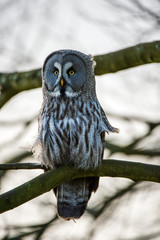 Great Grey Owl