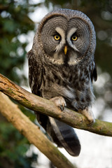 Great Grey Owl