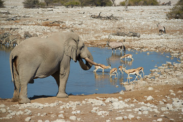 African Waterhole