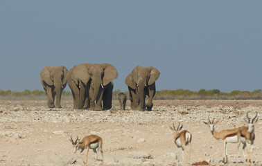 Group of African Elephants