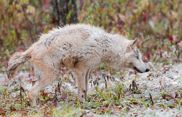 Obraz premium Blonde Wolf (Canis lupus) Shakes Off