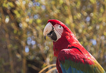 Red macaw sitting on a branch