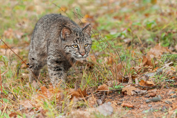 Naklejka premium Bobcat Kitten (Lynx rufus) Intently Stalks Through Grass