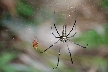 Big Spider