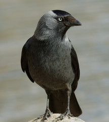 Jackdaw