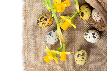Easter eggs with narcissus