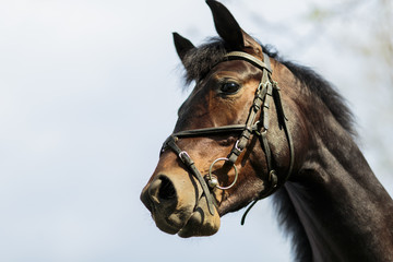 Fototapeta na wymiar Horse on the farm
