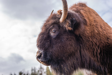 Bison