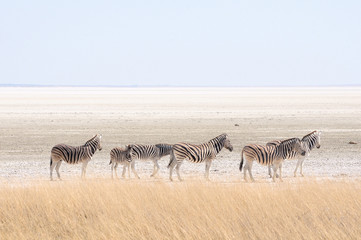 Fototapeta na wymiar Zebry i Etosha Pan, Namibia