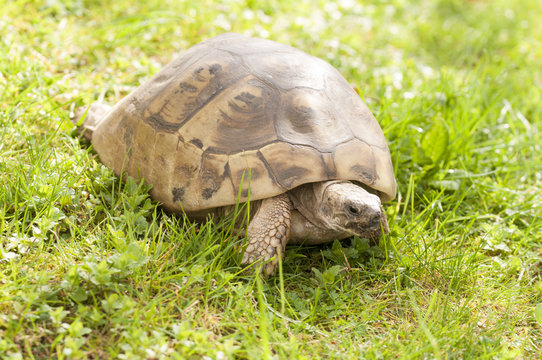 Griechische Landschildkr&ouml;te