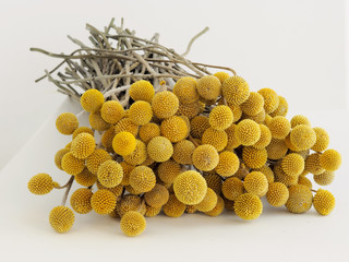 Close-up on the dried sunny balls.