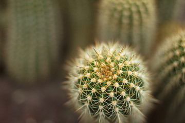 Cactus macro closeup