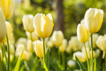 Beautiful yellow tulips - obrazy, fototapety, plakaty