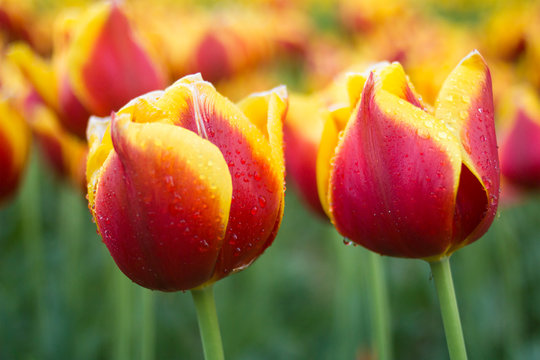 Beautiful Red And Yellow Tulips