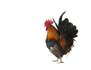 rooster isolated on white background