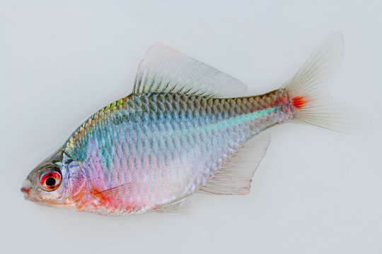 タナゴ」の写真素材 | 77件の無料イラスト画像 | Adobe Stock