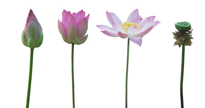 Water Lily on white background