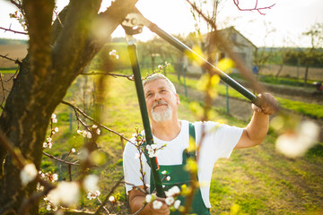 Portrait of a handsome senior man gardening in his garden - obrazy, fototapety, plakaty