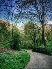Fototapeta premium Road in the woods