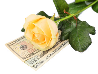 Beautiful rose and money, isolated on white