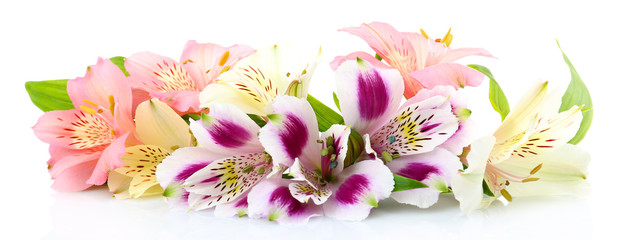 Alstroemeria flowers isolated on white