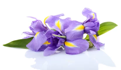 Crédence en verre imprimé Iris Belle fleur d& 39 iris isolé sur blanc