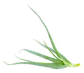 Fototapeta premium Fresh green aloe, isolated on white