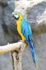 blue and yellow macaw