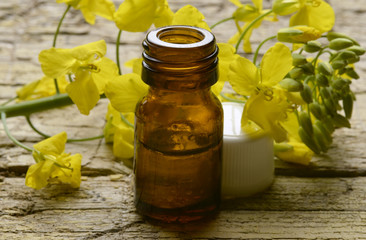 Brassica napus कैनोला Rapeseed Colza Canola