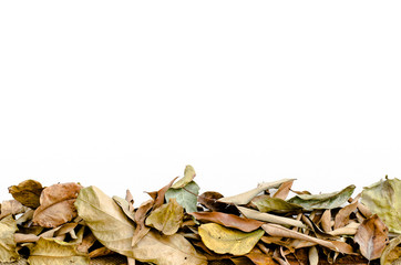 Tropical dry leaves