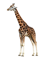 giraffe isolated
