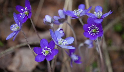 Anemone hepatica