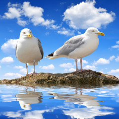 Seagulls