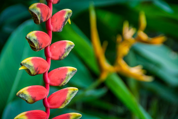 Heliconia pendula inflorescence
