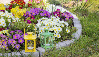 Fototapeta na wymiar Colorful primula flowers and lanterns in spring garden
