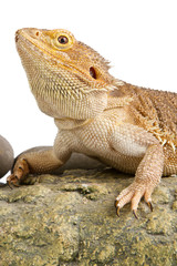 Bearded Dragon on white background