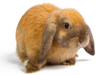 orange rabbit