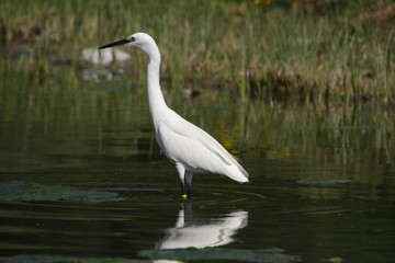 Aigrette garzette (Egretta garzeta)