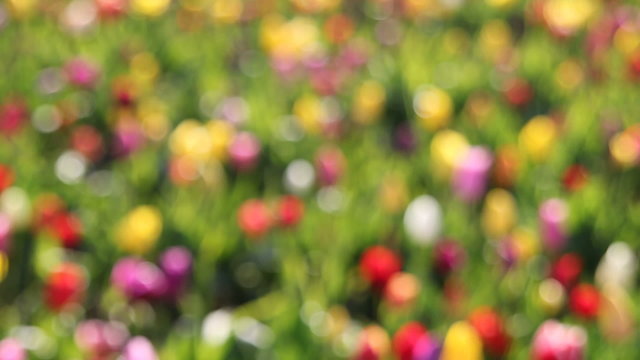 Colorful Tulips Out of Focus Bokeh Background in a Spring