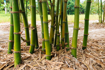 bamboo clump in garden