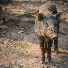 Mud boar