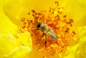 Honeybee pollinates a yellow rose