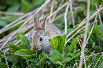Naklejka na ściany i meble Wild rabbit, Scotland