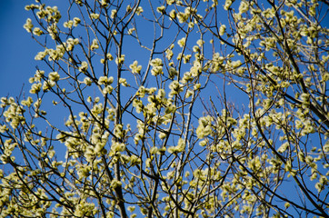Fluffy catkins at at tree against blue sky