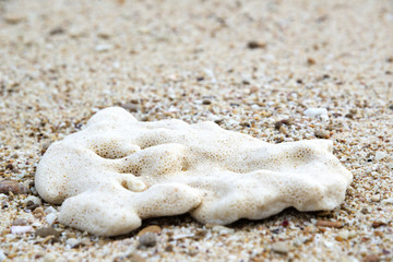 Fototapeta na wymiar Oman beach sponge