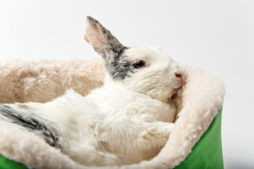 Fototapeta na wymiar Rabbit on white
