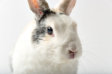 Rabbit on white