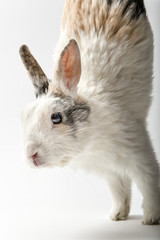 Rabbit on white
