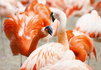 Fototapeta na wymiar Flamingos Fight Photo